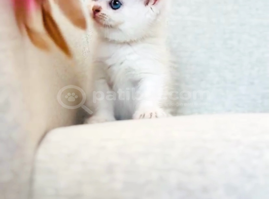 İlgi Böcüğü Dişi Shorthair Bebek görsel