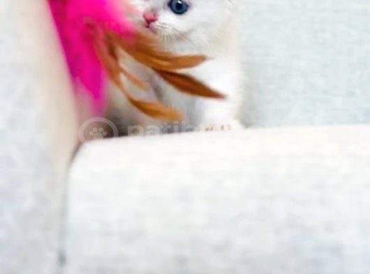 İlgi Böcüğü Dişi Shorthair Bebek görsel