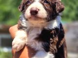 A Kalite Border Collie