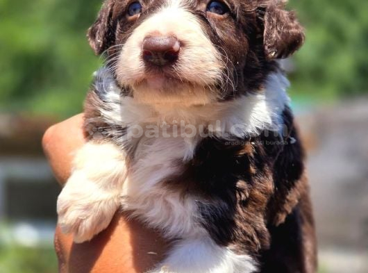 A Kalite Border Collie görsel