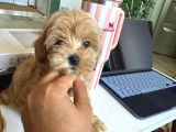 Sincap Gibi Gerçek Maltipoo Yavrusu 0 Boy