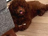 Toy Poodle