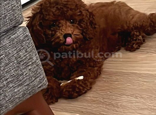 Toy Poodle görsel