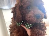 Toy Poodle