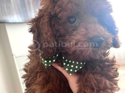 Toy Poodle görsel