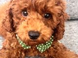 Toy Poodle