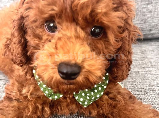 Toy poodle