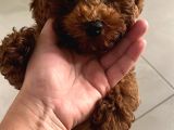 Toy Poodle