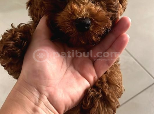 Toy Poodle görsel