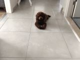 Toy Poodle