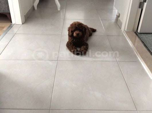 Toy Poodle görsel