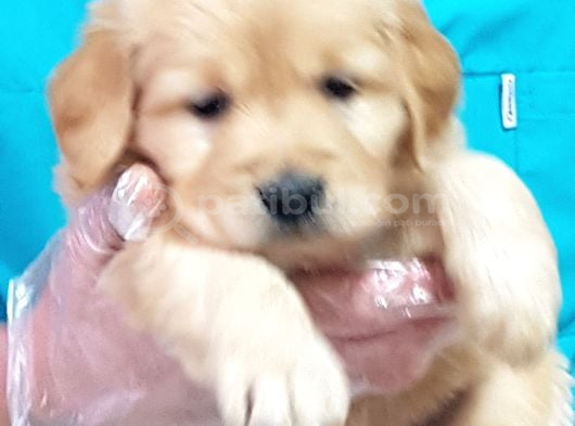 En İyi̇si̇ni̇ İsteyene Efsane Golden Retri̇ever Yavrulari görsel