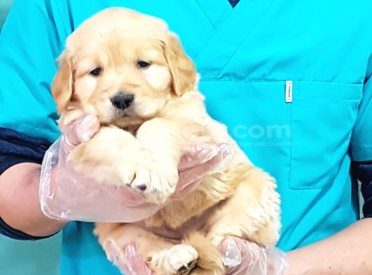 EN İYİSİNİ İSTEYENE EFSANE GOLDEN RETRİEVER YAVRULARI