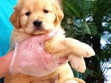 En İyi̇si̇ni̇ İsteyene Efsane Golden Retri̇ever Yavrulari