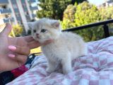 Kuşadası-İzmir Neslinin En İyilerinden Ay12 Blue Golden