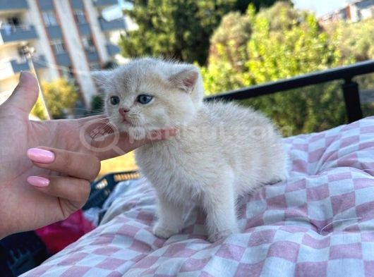 Kuşadası-İzmir Neslinin En İyilerinden Ay12 Blue Golden görsel