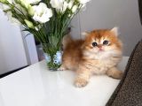 Muhteşem Güzellik Benekler
