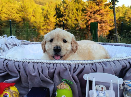 Baby face safkan golden retriever yavruları