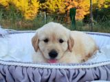 Baby Face Safkan Golden Retriever Yavruları