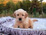 Baby Face Safkan Golden Retriever Yavruları