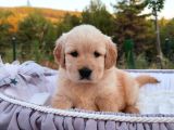 Baby Face Safkan Golden Retriever Yavruları