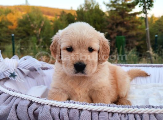 Baby Face Safkan Golden Retriever Yavruları görsel