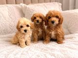 Uygun Sevi̇mli̇i̇  Di̇şi̇ Poodle Malti̇po Yavrumuz