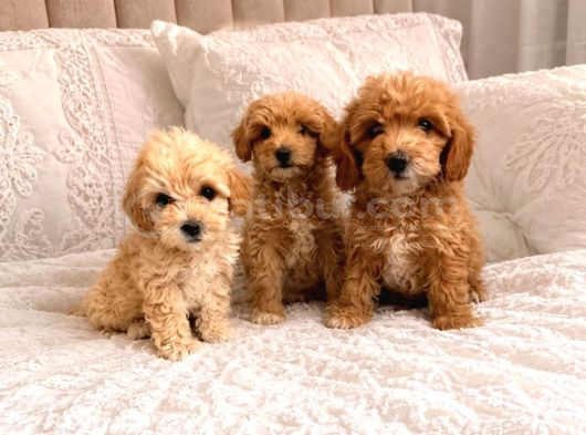 Uygun Sevi̇mli̇i̇  Di̇şi̇ Poodle Malti̇po Yavrumuz görsel