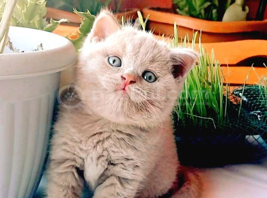 Safkan fawn british shorthair erkek yavrumuz