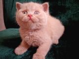 Safkan Fawn British Shorthair Erkek Yavrumuz