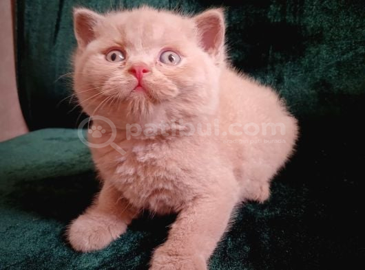 Safkan Fawn British Shorthair Erkek Yavrumuz görsel