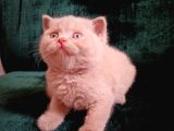 Safkan Fawn British Shorthair Erkek Yavrumuz