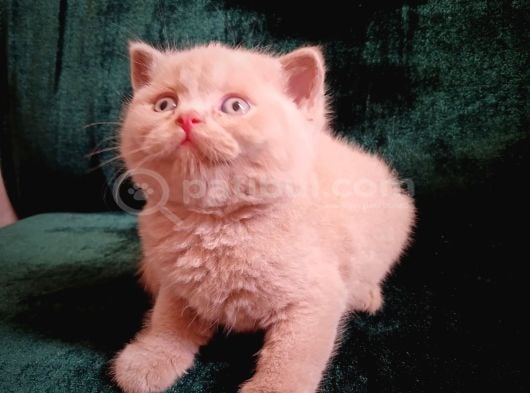 Safkan Fawn British Shorthair Erkek Yavrumuz görsel