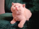 Safkan Fawn British Shorthair Erkek Yavrumuz