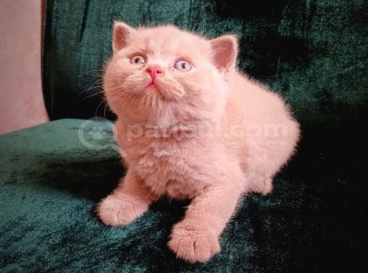 Safkan Fawn British Shorthair Erkek Yavrumuz görsel