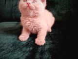 Safkan Fawn British Shorthair Erkek Yavrumuz