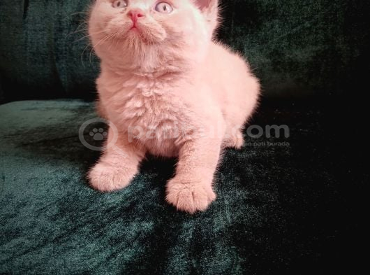 Safkan Fawn British Shorthair Erkek Yavrumuz görsel
