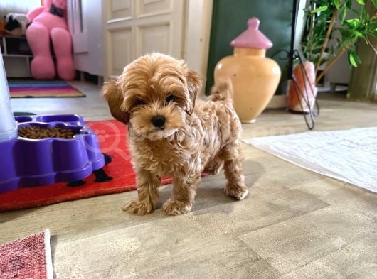 Sincap gibi Gerçek Maltipoo Yavrusu 0 boy