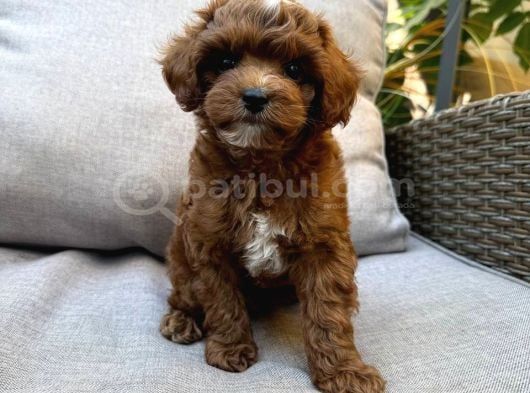 Toy Poodle Sevi̇mli̇ Yavrular Ev Üreti̇mi̇ görsel