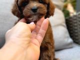 Toy Poodle Sevi̇mli̇ Yavrular Ev Üreti̇mi̇