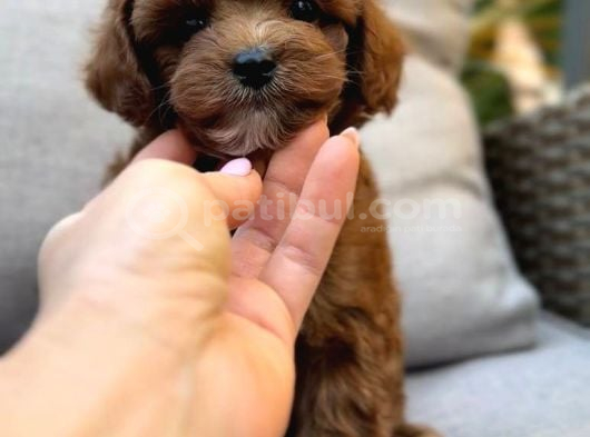 Toy Poodle Sevi̇mli̇ Yavrular Ev Üreti̇mi̇ görsel