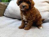 Toy Poodle Sevi̇mli̇ Yavrular Ev Üreti̇mi̇