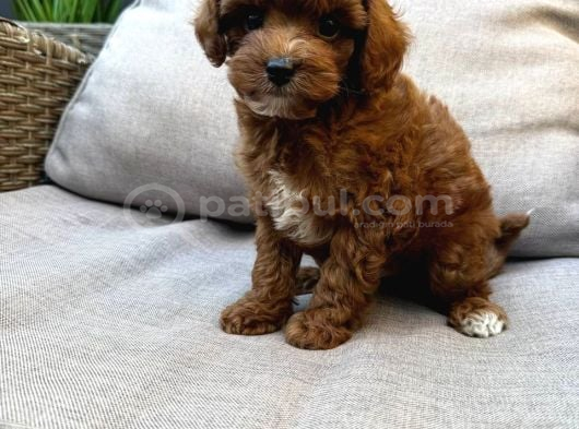Toy Poodle Sevi̇mli̇ Yavrular Ev Üreti̇mi̇ görsel