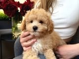 Malti̇poo Ci̇nsi̇ Yavrular Ev Üreti̇mi̇