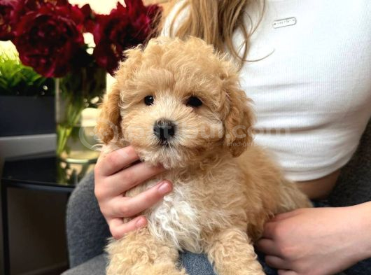 Malti̇poo Ci̇nsi̇ Yavrular Ev Üreti̇mi̇ görsel