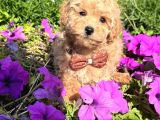Malti̇poo Ci̇nsi̇ Yavrular Ev Üreti̇mi̇