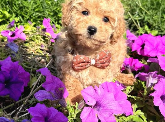 Malti̇poo Ci̇nsi̇ Yavrular Ev Üreti̇mi̇ görsel