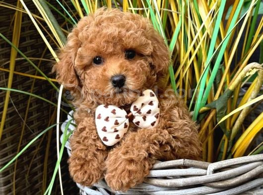 MALTİPOO CİNSİ YAVRULAR EV ÜRETİMİ