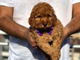 Toy Poodle Sevi̇mli̇ Yavrular Ev Üreti̇mi̇