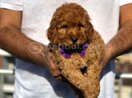 Toy Poodle Sevi̇mli̇ Yavrular Ev Üreti̇mi̇ görsel